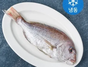 나만 보고 싶은 국내산 손질 참돔 13미 리뷰