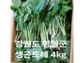 인플루언서들이 먼저 찾는 영월 곤드레 10팩간장소스 10팩(60g Top8추천