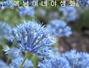 정말 놓치기 아까운 복남이네야생화 적극추천